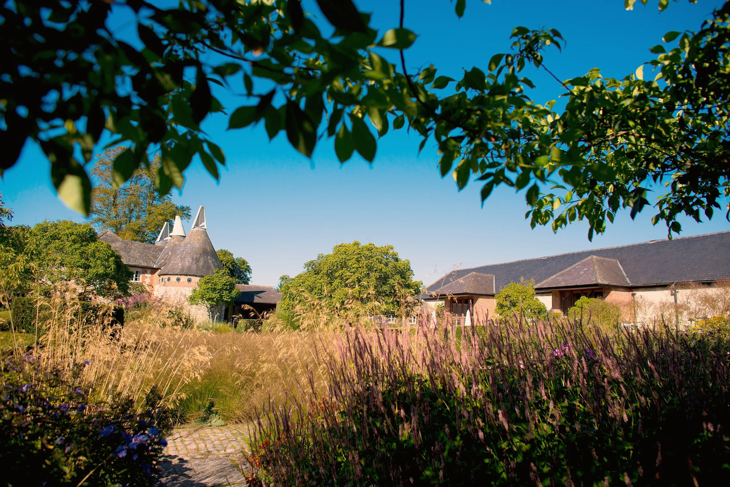 Oast house roundels and the barn roofline seen across tall summer planting on a sunny day